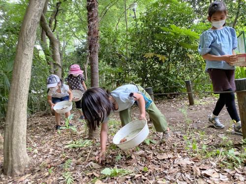 あわあわの実の「ムクロジ」を取りに来たよ！（憩いの森）