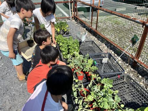 あそびーむ畑苗購入