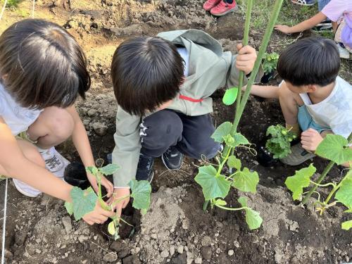 あそびーむ畑植え付け