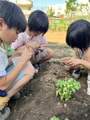 あそびーむ畑種植え